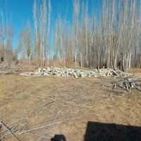 خرید چوب صنوبر قره قواخ چوب خشک سالم وضایعات