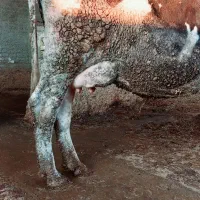 ۲ راس گاو و دو راس گوساله نر سالم و خوش خوراک