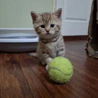 گربه بریتیش