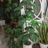 درختچه مصنوعی قابلمه نمکپاش نوارپرده ساعت