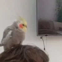 عروس هلندی خاکستری نر