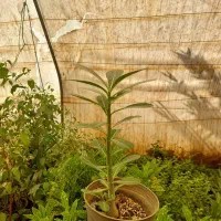 گل و گیاه حراج به قیمت عمده|گل و گیاه طبیعی|چهاردانگه (تهران), |دیوار