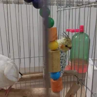 فروش عروس هلندی ماده۳ماهه ومولد ماده|پرنده|الوند, |دیوار