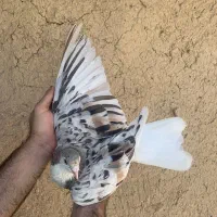 ساده هفترنگ کبوتر چادری پرنده