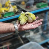 جوجه کاسکو طوطی گرینچیک راهب