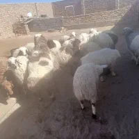 بره چاق|عمدهفروشی|سده (خراسان جنوبی), |دیوار