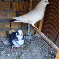 کبوتر با قفس