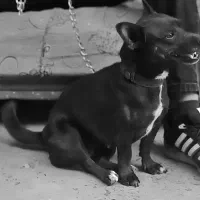 توله پاکوتاه