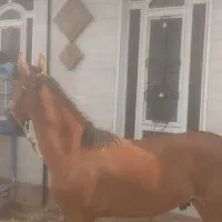 درود زین با عرق گیر با دهنه نریون ۱۵ ماه پر خون|اسب و تجهیزات اسب‌سواری|جنت, |دیوار