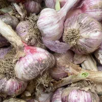 سیر پاک شده بدون ساقه