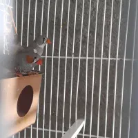 دوجفت فنچ رو تخم|پرنده|بردسکن, |دیوار