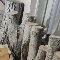 تنه چوب گردو