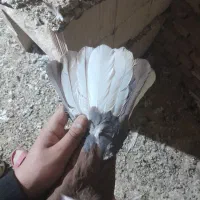 کفتر|پرنده|نیشابور, ابراهیمی|دیوار