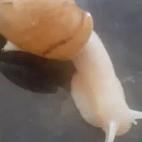حلزون