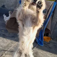 سگ شیتزو|سگ|فرخشهر, |دیوار