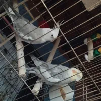 عروس هلندی