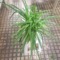 فروش گیاه گندومی