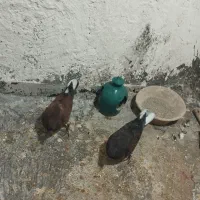 جوجه کنار خیس سوسکی خرمایی|پرنده|نسیمشهر, |دیوار