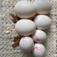 ۷ عدد مرغ تخمگذار|حیوانات مزرعه|تربت جام, المهدی|دیوار