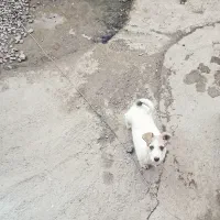 سگ پاکوتاه نر دم حلقه