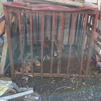 قفسه آهنی مرغ