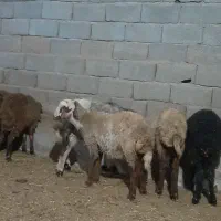 گوسفند.بره راسی ۹۸۰۰.افشار وشال|حیوانات مزرعه|صفادشت, |دیوار