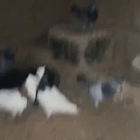 کبوتر کبوتر|پرنده|حمیدیه, |دیوار