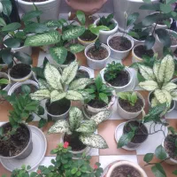 گل سانسوری ، اسپانی و...