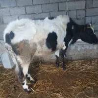 گوساله ماده قیمت آخرنوشتم کمترنمیدیم محلی|حیوانات مزرعه|ضیابر, |دیوار