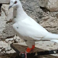 گوره ای|پرنده|بوشهر, |دیوار