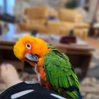 طوطی خورشیدی