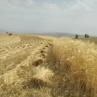 جو ریحان 03. 6پر