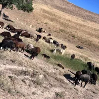 میش چاق