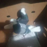 یک جفت کبوتر شازده اصیل