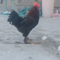 خروس