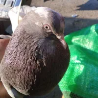 4عدد ماده پرشی خوب|پرنده|قم, خندق|دیوار