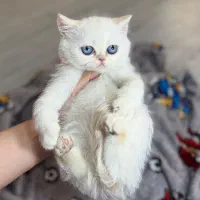 بریتیش ردپوینت دوماهه