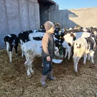 گوساله هلشتاین نر