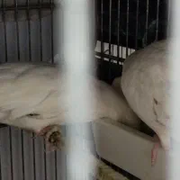 عروس آلبینو مولد