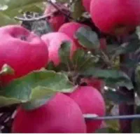 سیب شکی ،قالاولبنان با بالاترین قیمت خریدارم