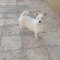 سگ پاکوتاه نژاد جک راسل