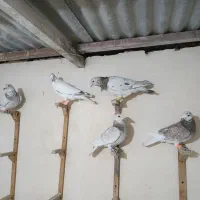 کبوتر سار و ساراوغون.|پرنده|مشهد, ابوذر|دیوار