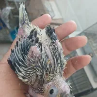 جوجه معاوضه با کبوتر ریش نر