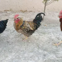 خروس محلی