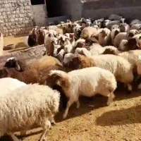 ۵۰راس بره نر  سفیدصادراتی