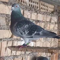 کبوتر مقام دار
