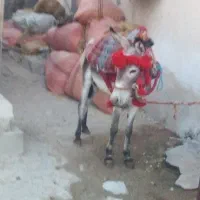 الاغ نر جوان