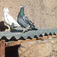 ۵تاحیوان قلدرهمه نرغریب گیری تعاونی