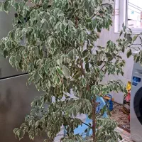 درختچه بنجامین