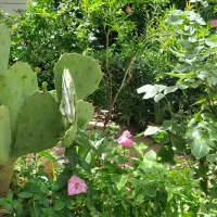 باغبانی و هرس درختان و گلها